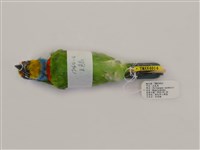 藏品(五色鳥)的圖片